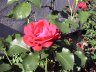 rose klase rød 1 i sol1.JPG - 